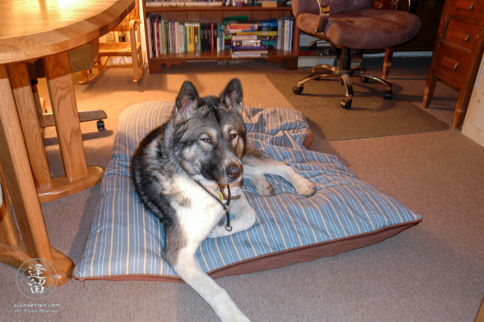 Hachi laying on his new bed on his side of the living room.