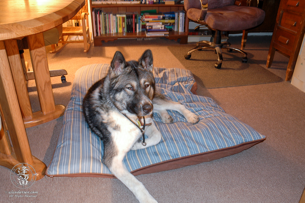 Hachi laying on his new bed on his side of the living room.