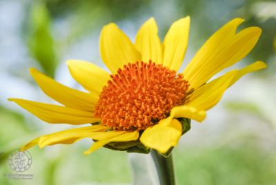 Sun Flower Yellow sunflower with an orange center.