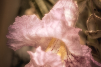 Desert Willow 1 Toned Toned closeup image of lavender-pink Pentstemon-looking flower on Desert Willow (Chilopsis linearis) tree.