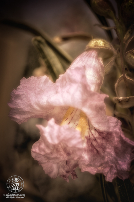 Toned closeup image of lavender-pink Pentstemon-looking flower on Desert Willow (Chilopsis linearis) tree.