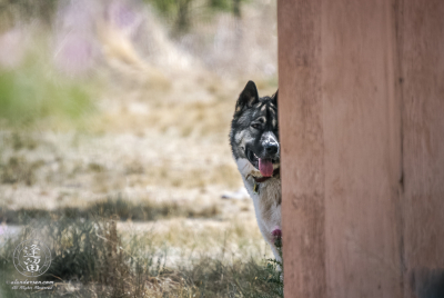 Hide And Seek Hachi playing hide-and-seek after telling him to come.