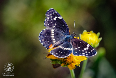 Bordered Patch Butterfly 2 Closeup of Bordered Patch Butterfly sitting on wildflower with spread wings.