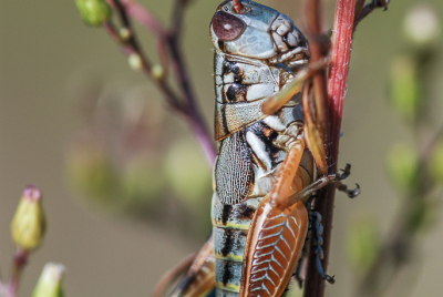 Grasshopper 1 Small grasshopper (Melanoplus aridus) clinging to plant stalk.