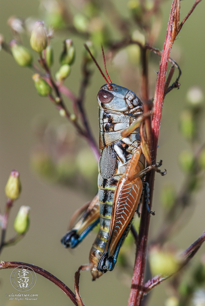 Small grasshopper (Melanoplus aridus) clinging to plant stalk.