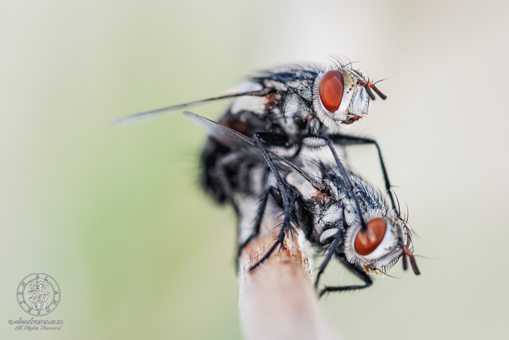 A closeup image of a pair of common house flies mating on a branch.