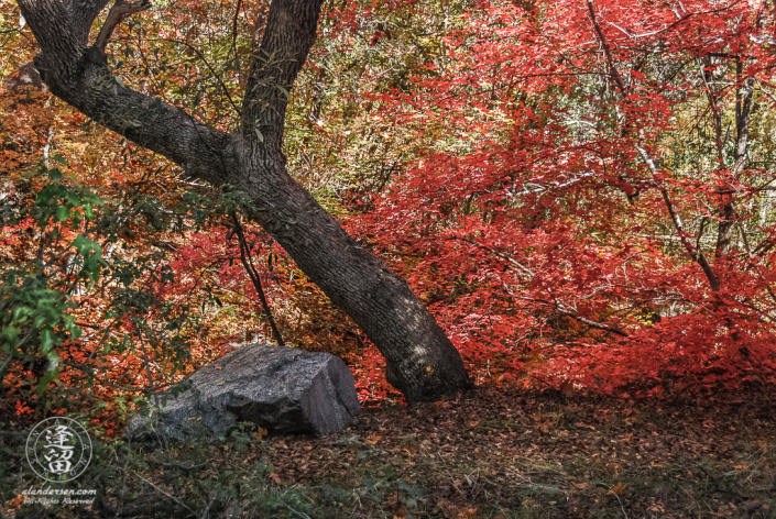 Leaves turning bright red during Autumn at Miller Canyon.