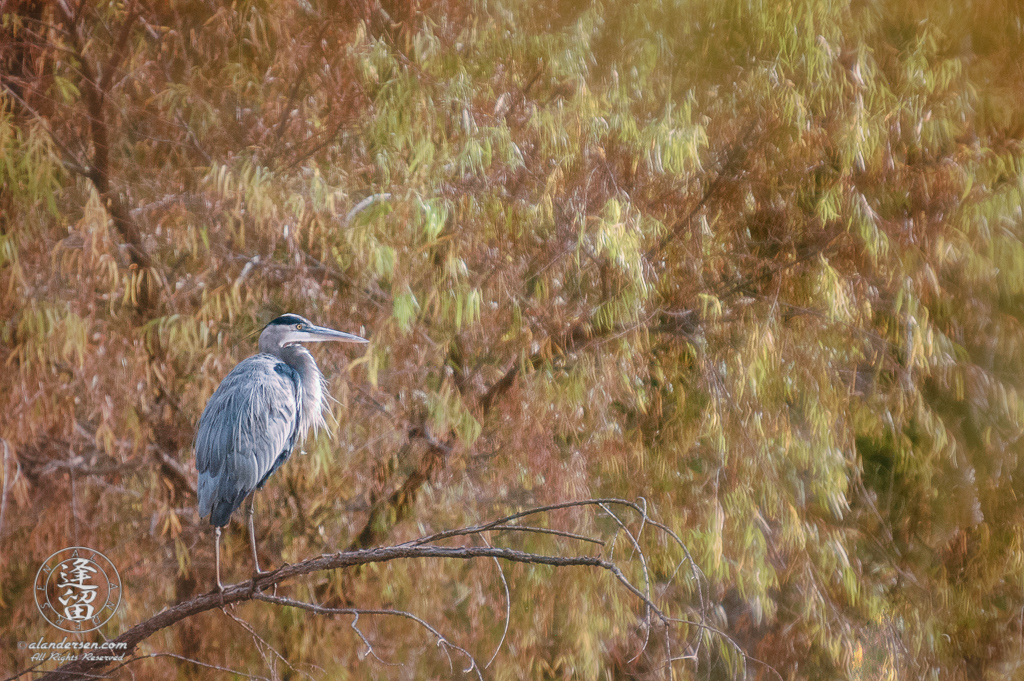 Great Blue Heron (Ardea herodias) perched before yellow Willow leaves.