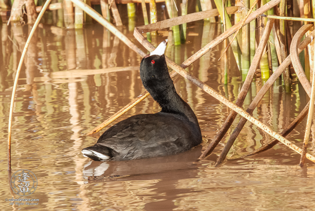 An American Coot (Fulica americana) preparing to jump out of the water and grab a tasty morsel hanging from a reed above its head.