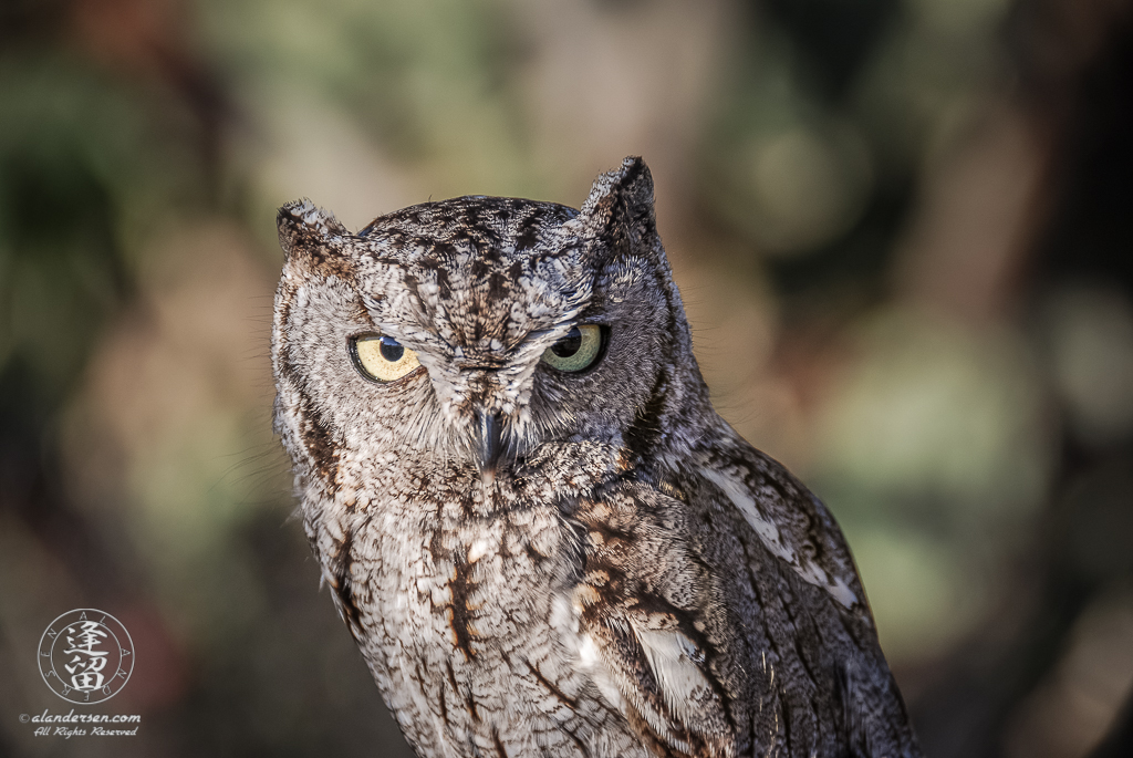 Whiskered Screech Owl (Megascops trichopsis) posing for photographers.