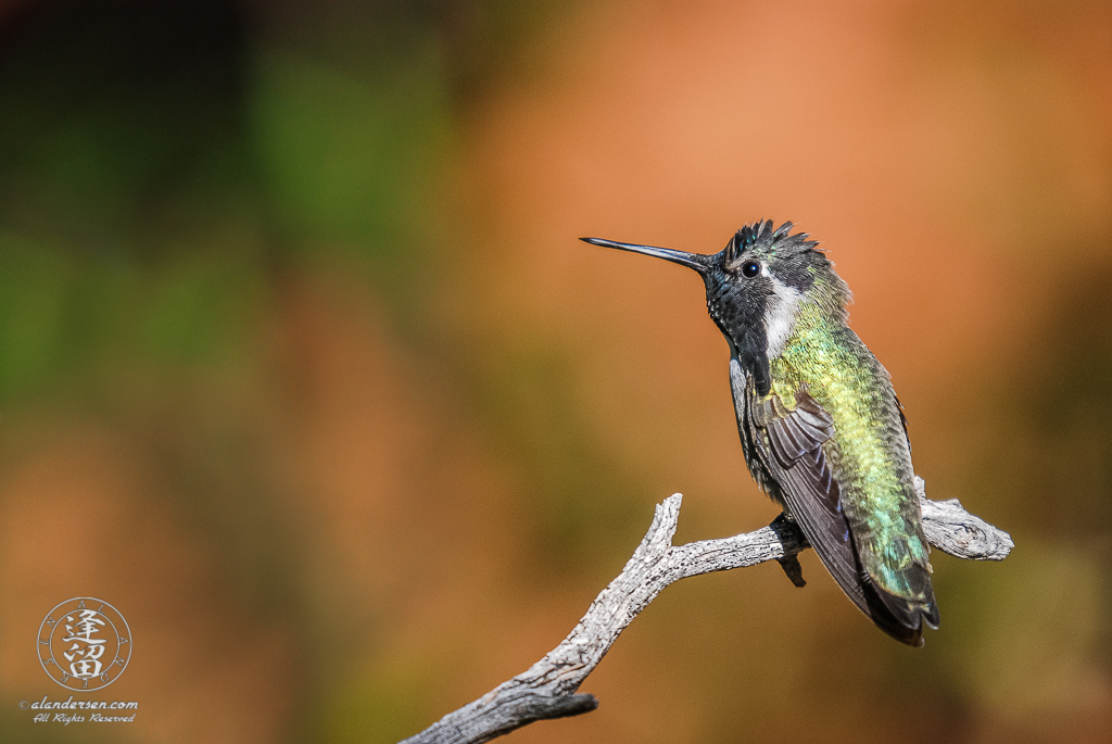 A Costa's Hummingbird perched on a dead branch set against a vibrant but soft terracotta and green background.