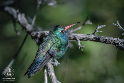 Broad-billed Hummingbird Broad-billed Hummingbird (Cynanthus latirostris) perched on sunlit branch.