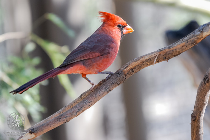 A Northern Cardinal (Cardinalis cardinalis) perched on a branch set against a bright nondescript background.