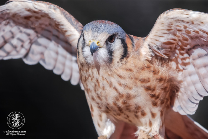 American Kestrel (Falco sparverius) posing with spread wings.