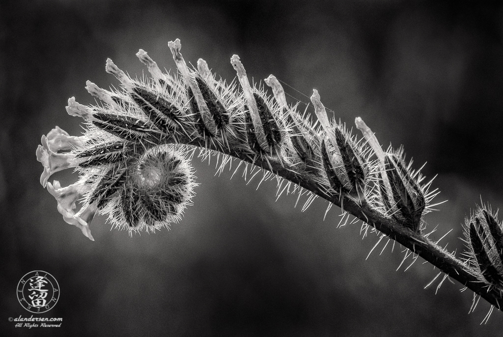 A Fiddleneck (Amsinckia) wildflower unfurling, in black & white, at Catalina State Park in Tucson, Arizona.