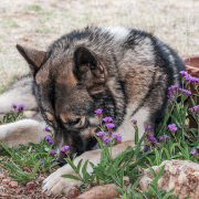 Hachi laying in the flower bed surrounded by purple blooms.