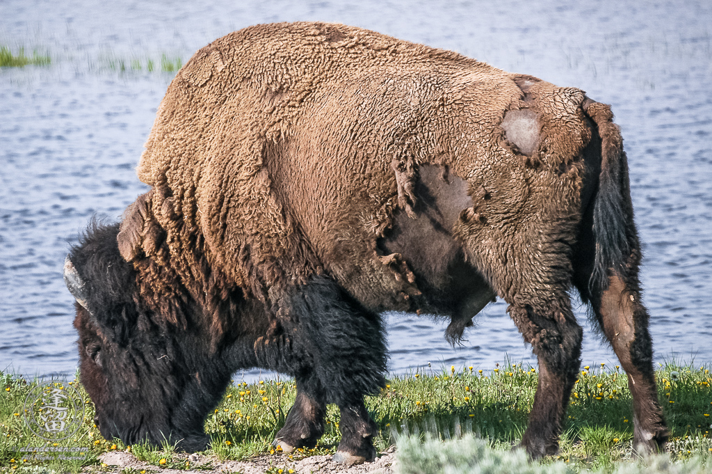 A Bison grazing by the water.