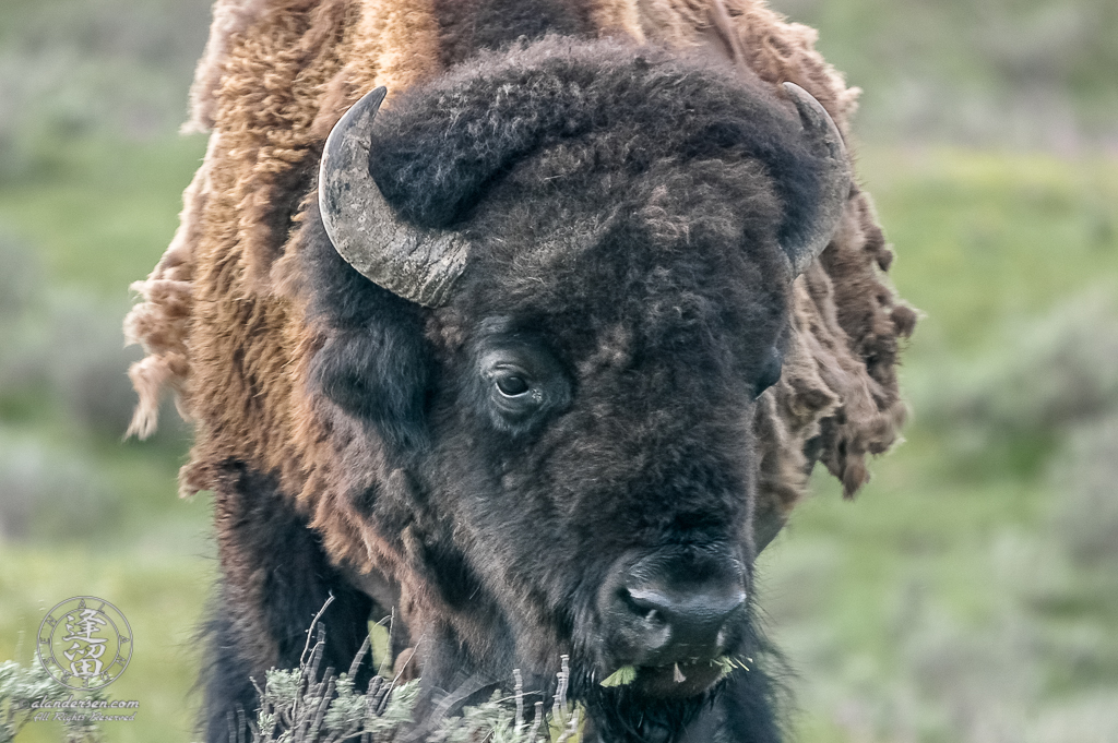 A disheveled and tatterd looking Bison (Bison bison) shedding its heavy brown Winter coat.