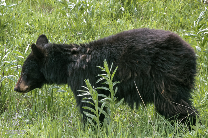 Nervous Black Bear (Ursus americanus) in meadow.