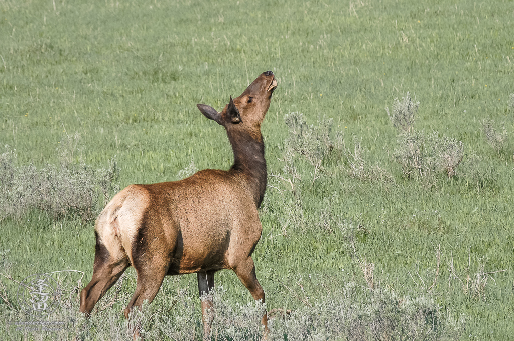 A female Elk (Cervus canadensis) playing in a meadow. She was chewing on something hard, moving it about in her mouth, dropping it, picking it up, making faces, throwing back her head, and repeating the behavior over and over again.