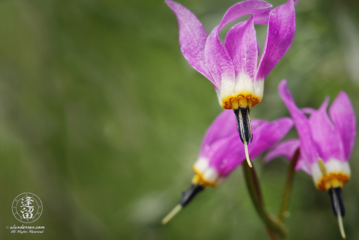 Pink Shooting Star (Dodecatheon conjugen) against a green background.