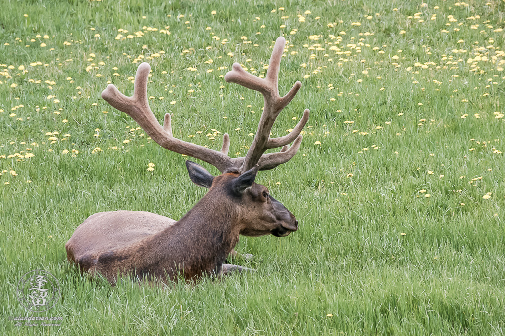 Male Elk (Cervus canadensis) laying in a meadow.