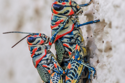 Painted Grasshoppers 3 Mating pair of painted grasshoppers (Dactylotum bicolor) clinging to stucco wall.