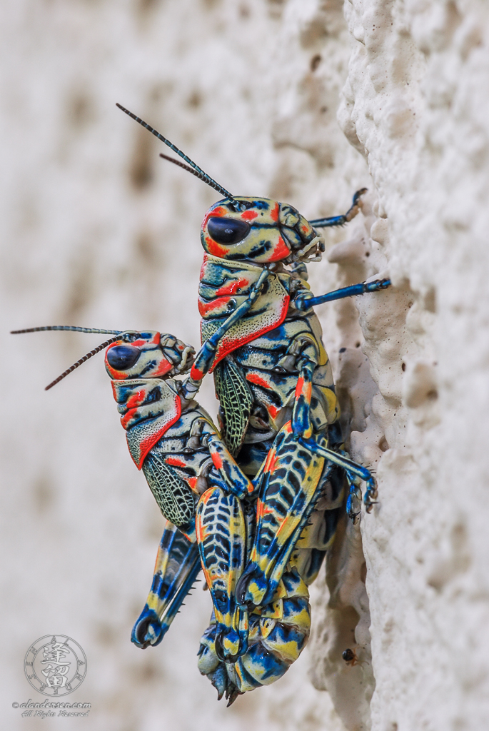 Mating pair of painted grasshoppers (Dactylotum bicolor) clinging to stucco wall.