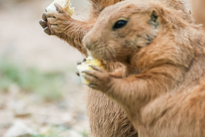 Prairie Dogs Dining Together Black-tailed Prairie Dogs (Cynomys ludovicianus) standing together and eating corn.
