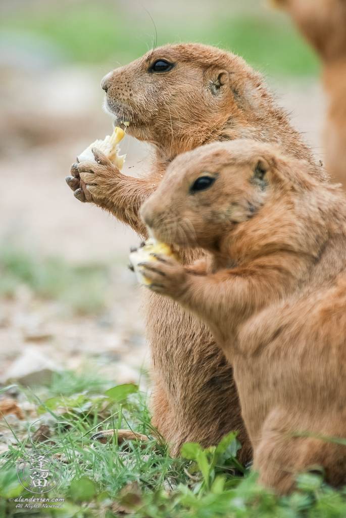 Black-tailed Prairie Dogs (Cynomys ludovicianus) standing together and eating corn.