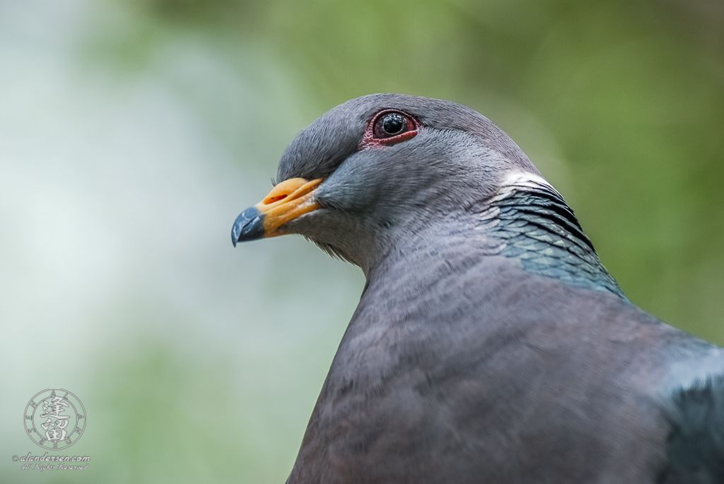 Band-tailed Pigeon (Columba fasciata) closeup profile portrait.