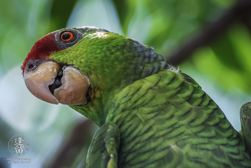A Lilac-crowned Amazon (Amazona finschi), or Lilac-crowned Parrot, peering down from its perch in a tree.