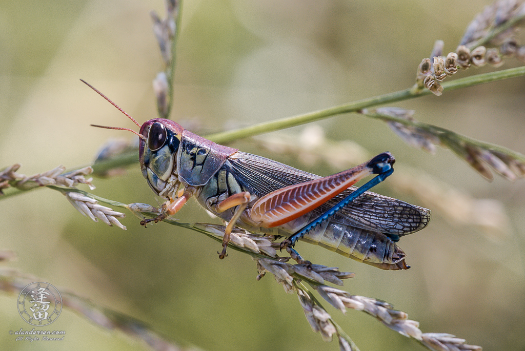 Closeup of colorful grasshopper (Melanoplus aridus) sitting on grass stem.