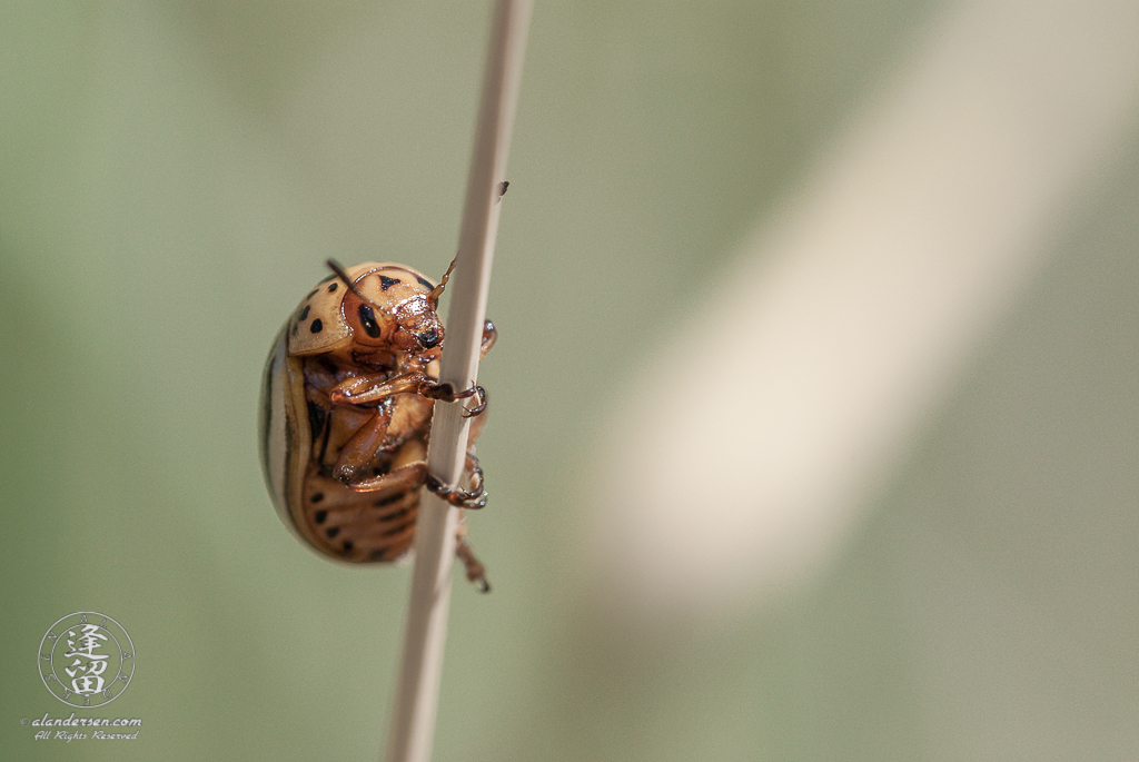 Colorado Potato beetle (Leptinotarsa decimlineata) climbing on grass blade.