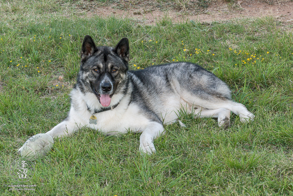 Hachi laying in the grass with his football, supervising me as I made some macro images of a green Lynx spider.