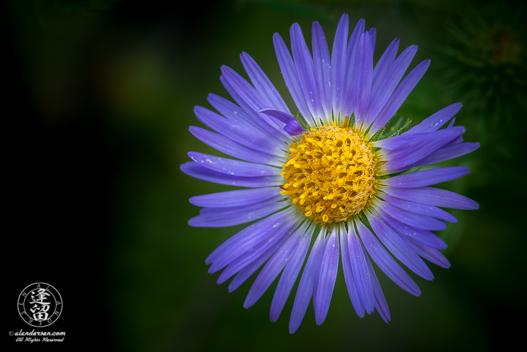 A little Aster wildflower with a bent petal.