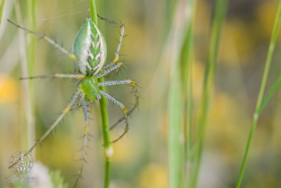 Lynx Spider 1 Lynx Spider (Peucetia viridans) hanging upside down in green grass.