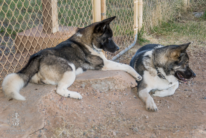 Hachi and Kioko laying together during a rest break.