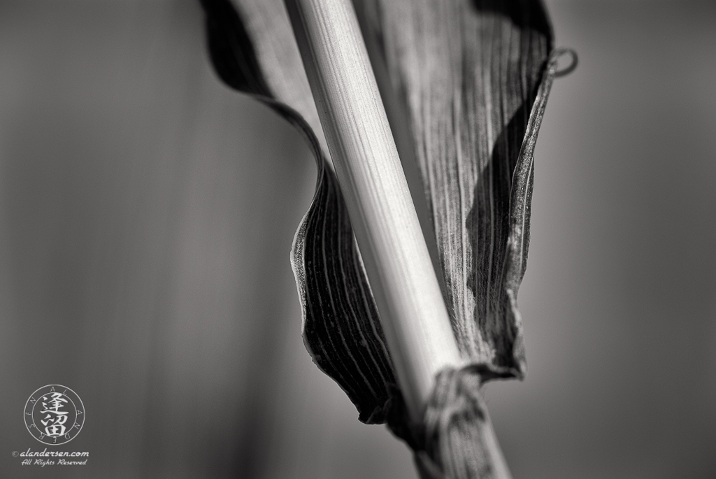 Closeup abstract of a dried grass stalk and its textured blade of grass.