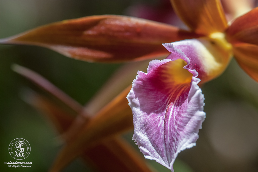 Phaius tankervilleae orchid blooming.