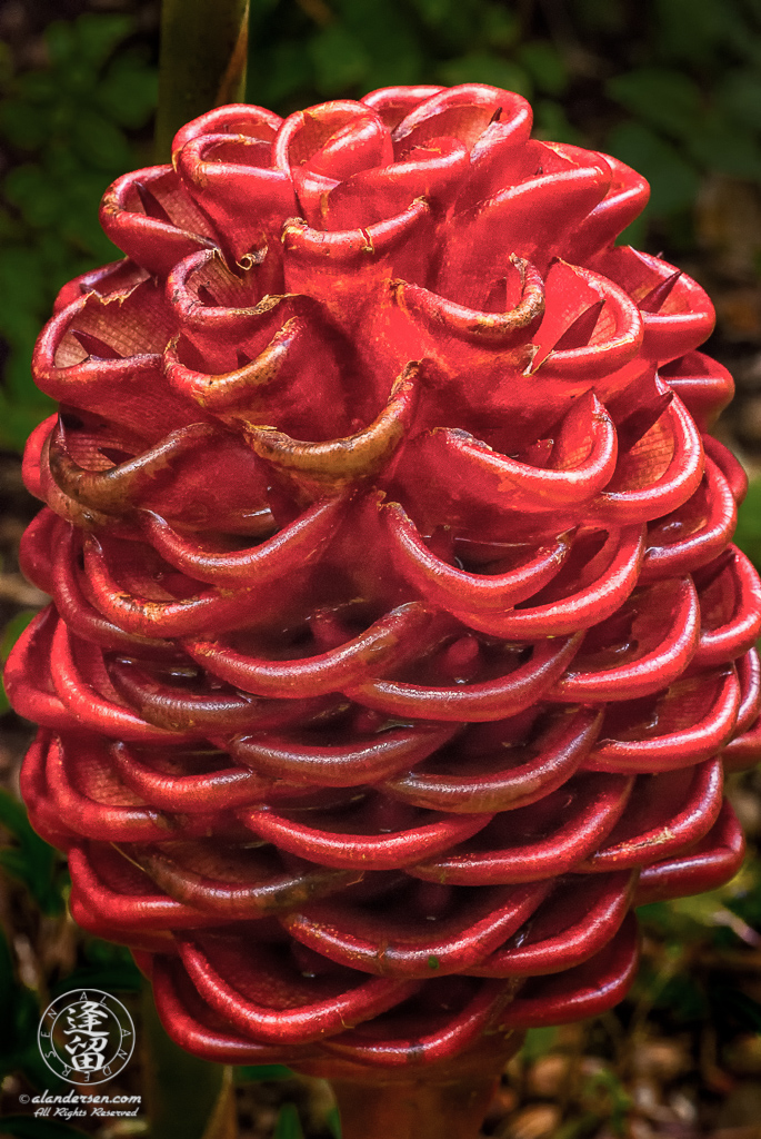 A Beehive (or Honeycomb) Ginger (Zingiber spectabile) at the Hawaii Tropical Botanical Garden on the Big Island of Hawaii.