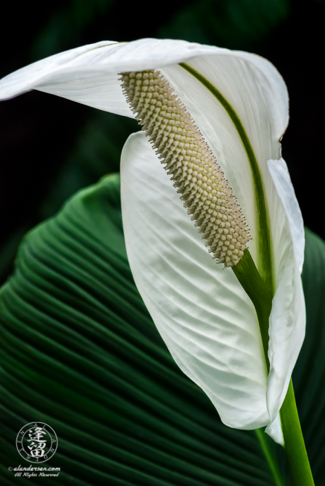 Waxy white anthurium flower unfurling against dark green background.
