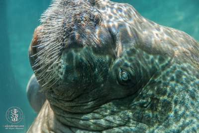 Walrus 2 E.T. the walrus (Phoca rosmarus) portrait.