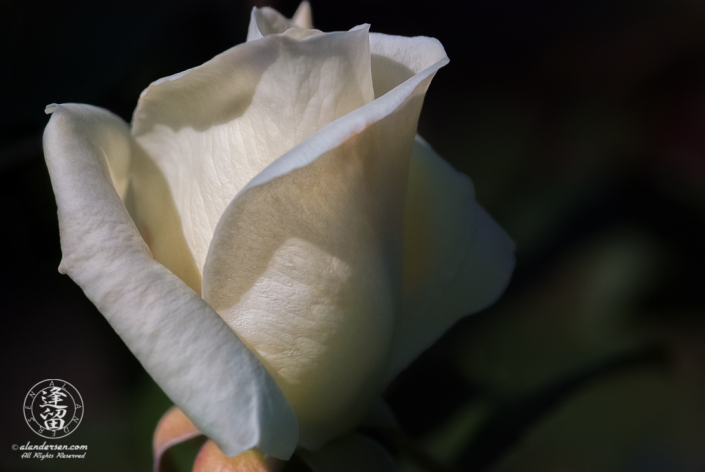 Bud of white rose beginning to unfurl.