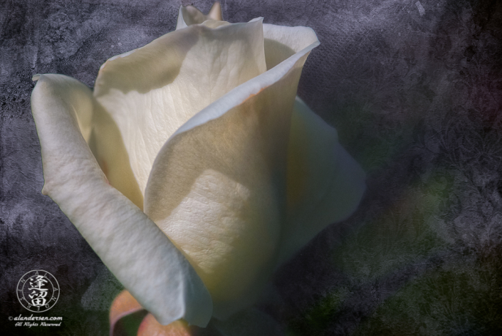 Composite image of white rose bud against textured lace backgroud.