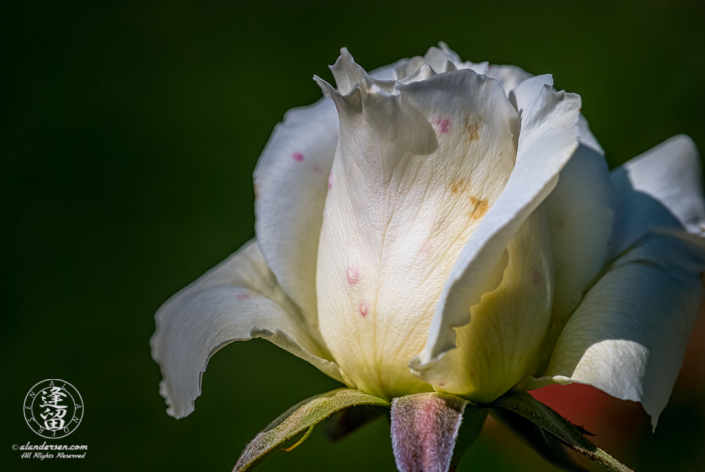 Aide-lit closeup of a white rose bud unfurling against dark green background.