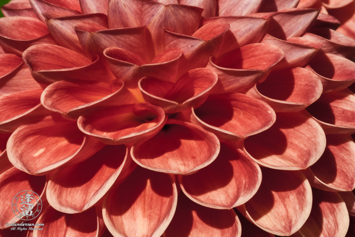 Closeup abstract of cascading scallops of folded red dahlia petals.