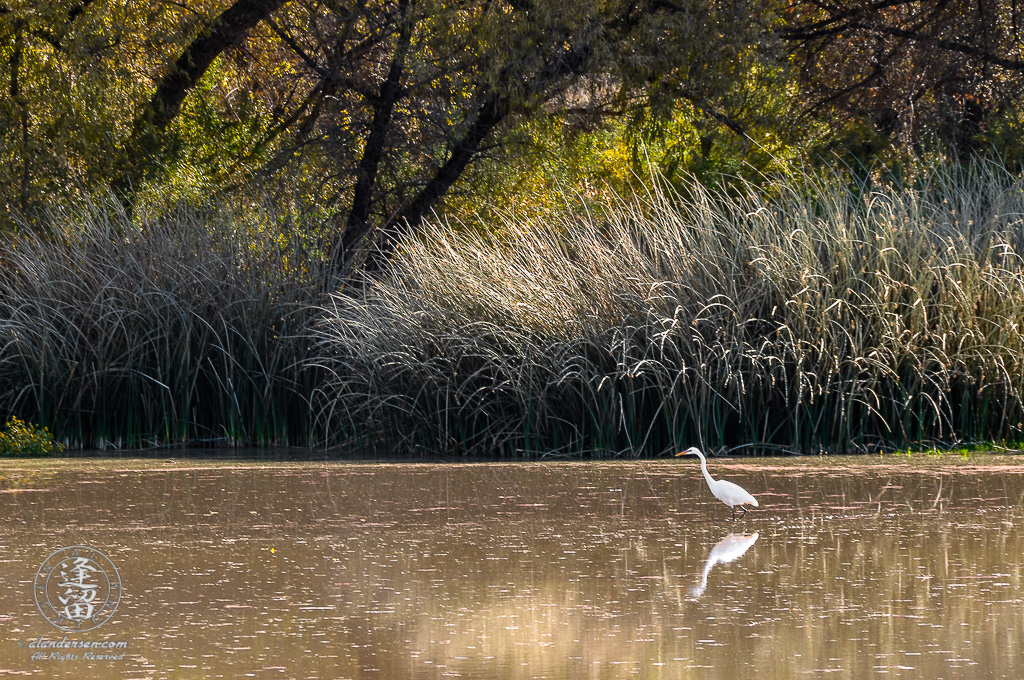 A white Egret fishing for a meal in the colm waters of a pond with golden bronze morning lighting.