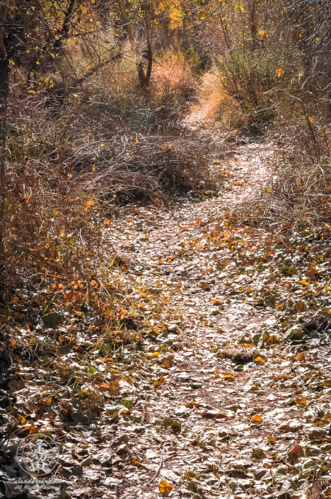 Glittering path of cottonwood leaves weaving through backlit shrubs and grasses.