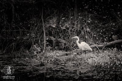 Egret Fishing 5 Black & White White egret walking through wildflowers looking for meal.